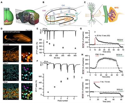 cAMP-Dependent Synaptic Plasticity at the Hippocampal Mossy Fiber Terminal